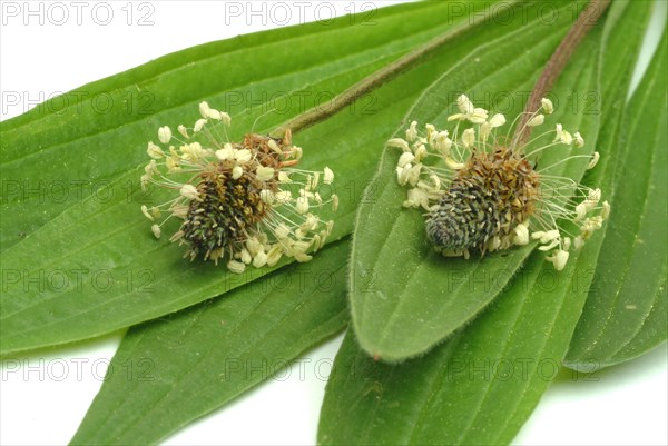 Medicinal plantain