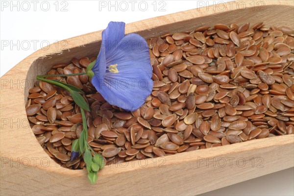 Medicinal plant Linseed