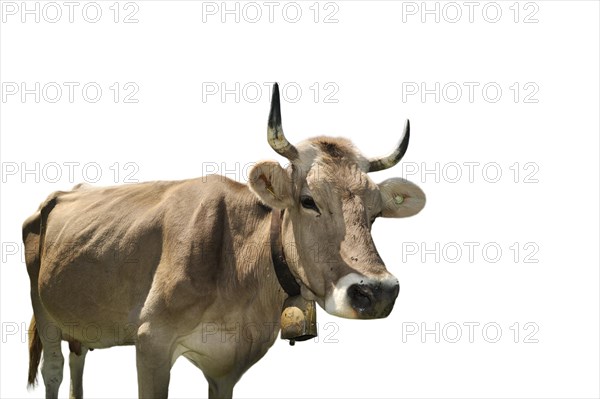 Alpine cow