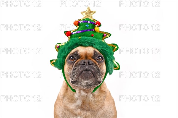 French Bulldog dog wearing funny Christmas tree headband on white background