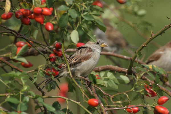 House sparrow