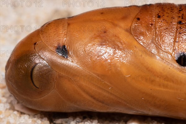 Oleander hawk moth pupa lying on sandy soil