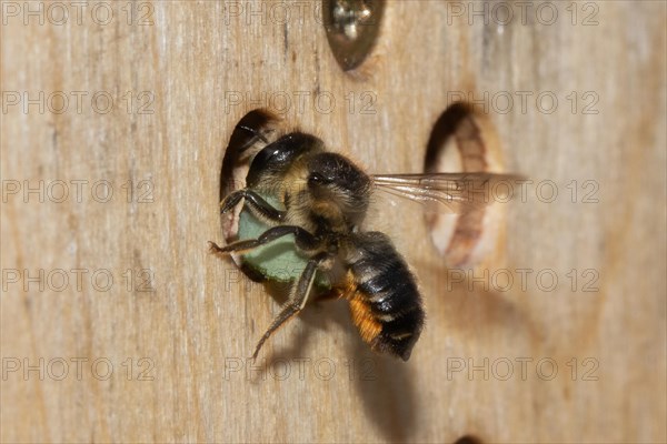 Garden leafcutter bee with green leaf hanging from entrance hole of insect hotel seen from the back left