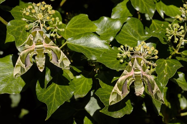 Oleander moth two moths with closed wings hanging on green ivy fruits side by side from behind