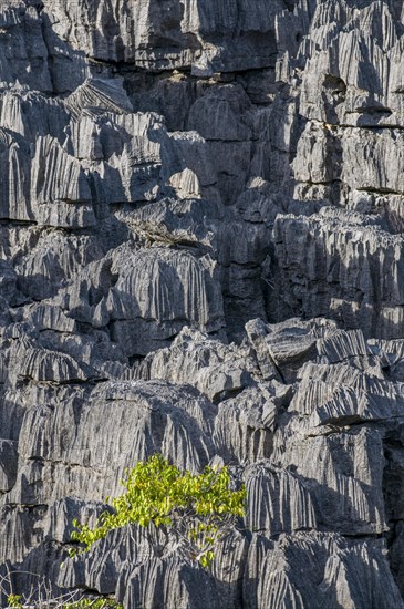 Tsingy plateau in the Ankarana Special Reserve