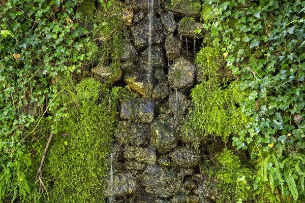 Detail of a natural stone wall overgrown with moss and ivy