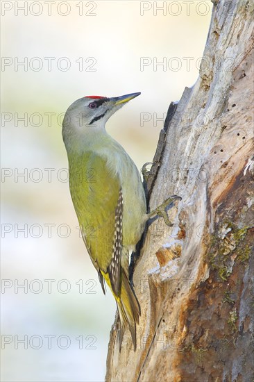 Grey-headed woodpecker