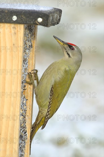 Grey-headed woodpecker