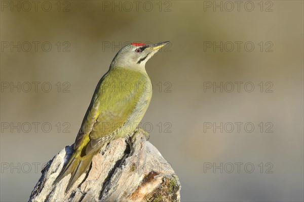 Grey-headed woodpecker