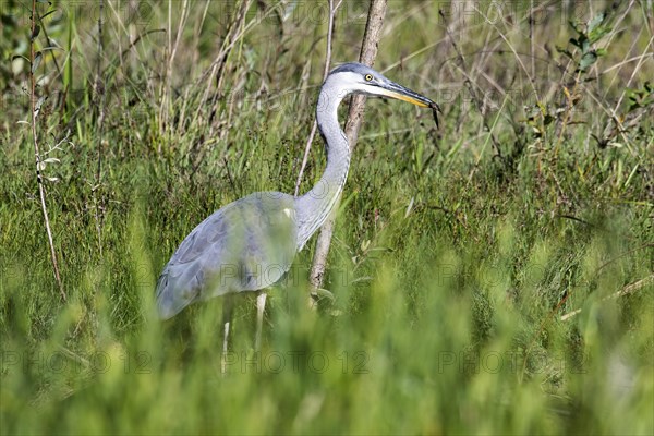 Grey heron