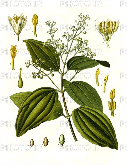 Medicinal plant