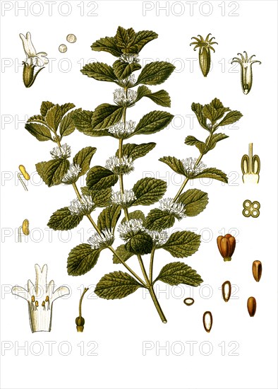 Medicinal plant