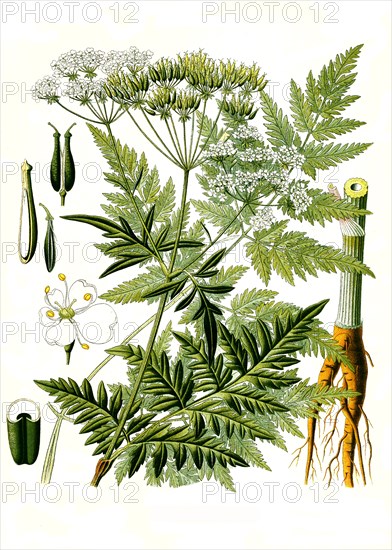 Medicinal plant