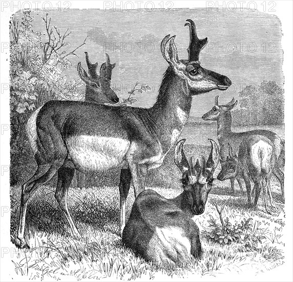 Pronghorn