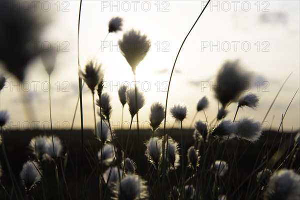 Hare's-tail cottongrass