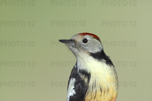 Middle Spotted Woodpecker