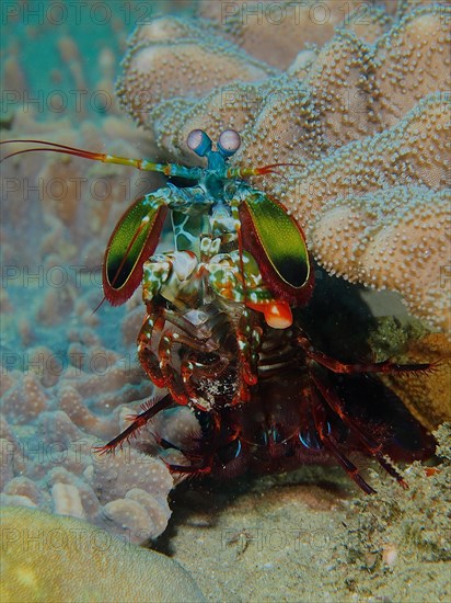 Peacock mantis shrimp