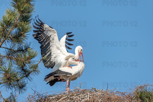 Pair of white stork