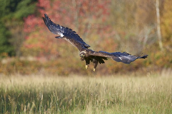 Steppe Eagle