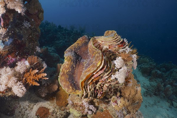 Fluted giant clam