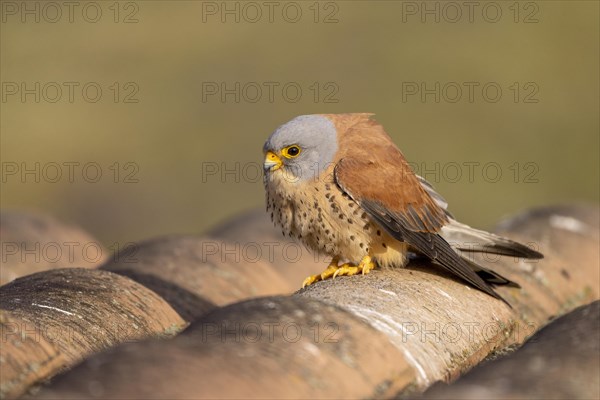 Lesser Kestrel