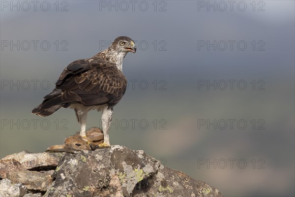 Bonellis eagle