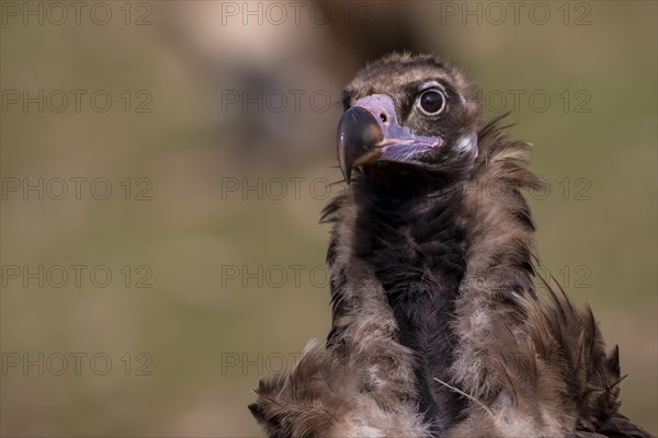 Cinereous vulture