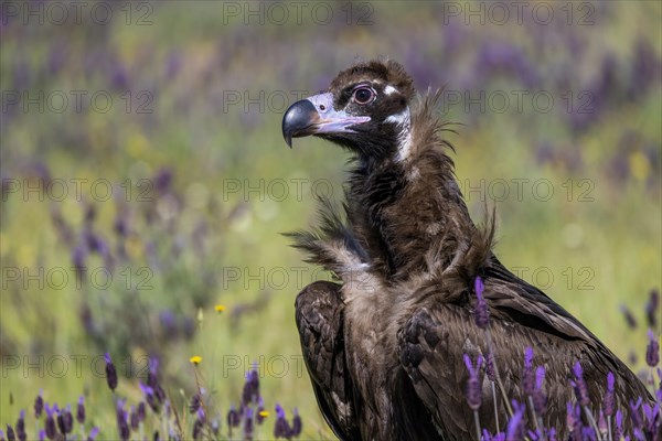 Cinereous vulture