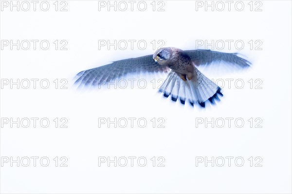 Common kestrel