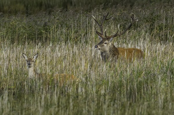 Red deer