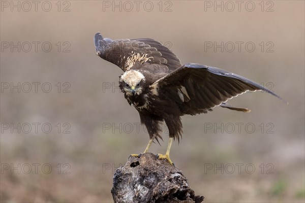 Western marsh-harrier