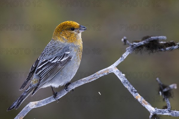 Pine grosbeak