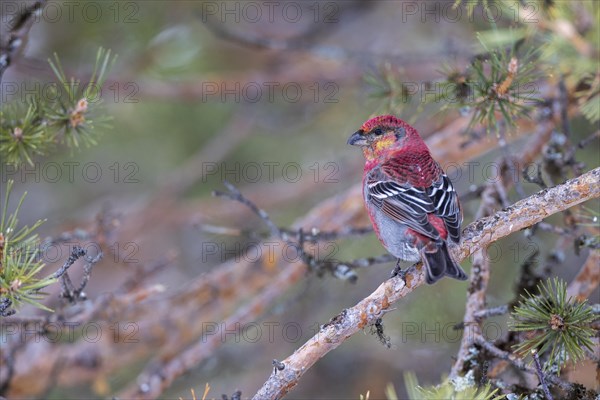 Pine grosbeak