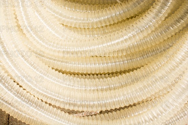 Transparent plastic water hose closeup in the view