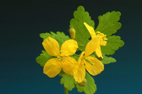 Medicinal plant greater celandine