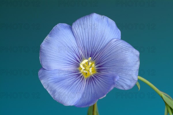 Medicinal plant Linseed