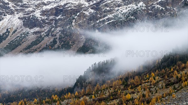 Autumn larch forest in Val Morteratsch