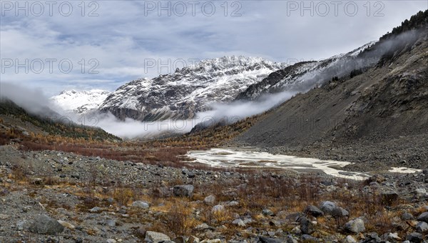 Autumn larch forest in Val Morteratsch