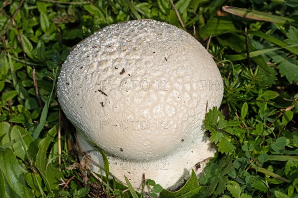 Giant puffball