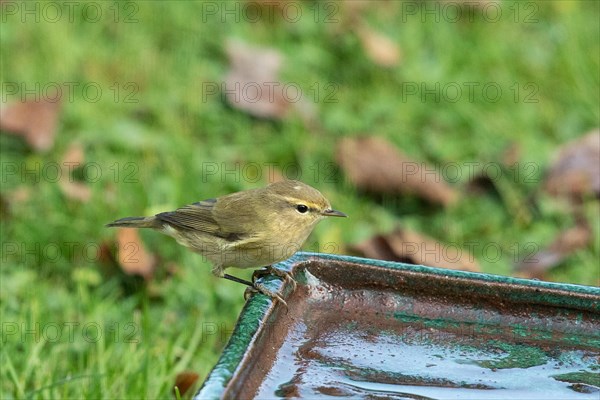 Common Chiffchaff sitting on table with water in green grass looking right