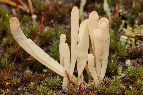 Heath club several club-shaped yellow fruiting bodies