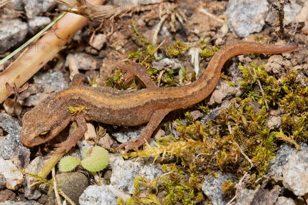 Pond newt juvenile sitting on stones lnks sighted