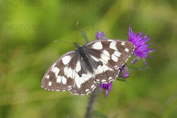 Marbled white