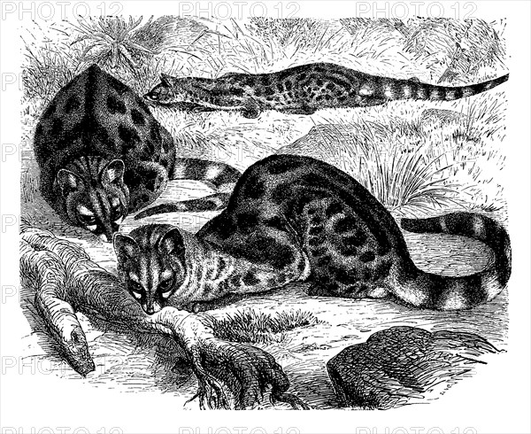 Southern spotted genet