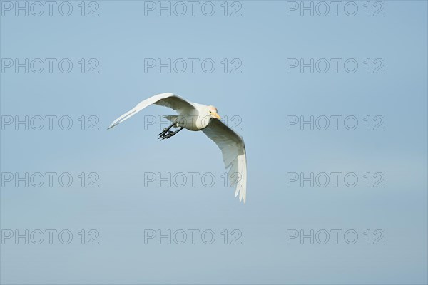 Cattle egret