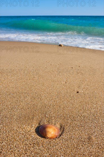Calm Shell lying in the sand on a beach