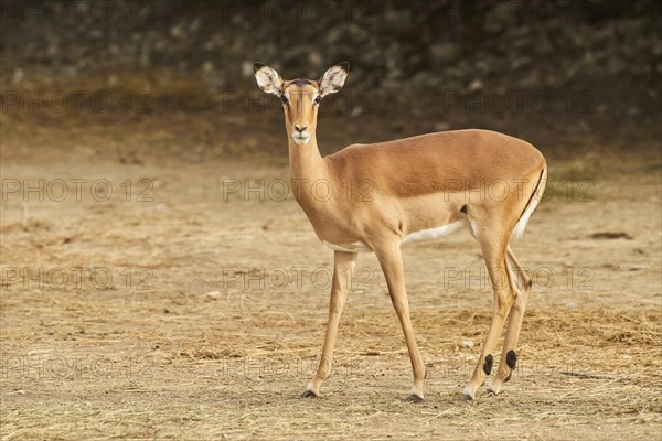 Female Impala