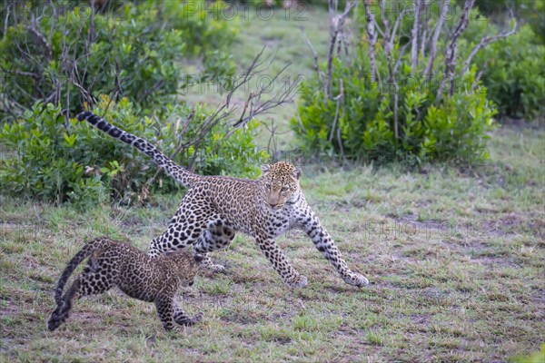 Leopard