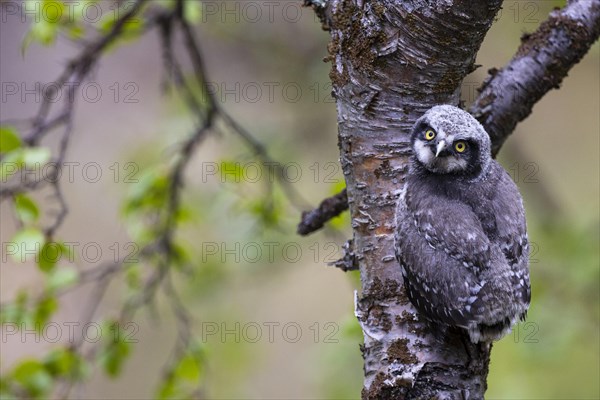 Northern hawk owl