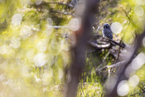 Northern hawk owl